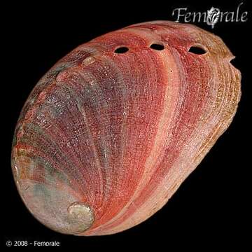 Image de Haliotoidea Rafinesque 1815