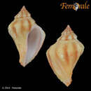 Image of Coralliophila elvirae D' Attilio & Emerson 1980