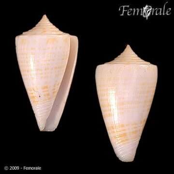 Image of Conus sunderlandi Petuch 1987