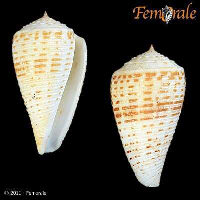 Image of cone snails