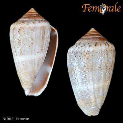 Image of cone snails