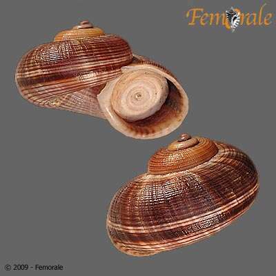 صورة Pomatiidae