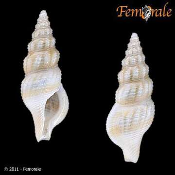 Image of Pseudomelatomidae J. P. E. Morrison 1966