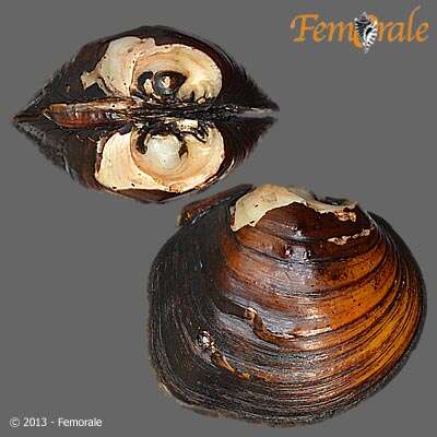 Image of Purple wartyback mussel