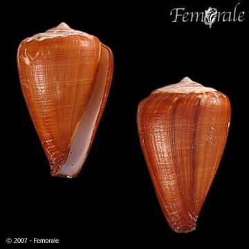 Image of Conus josephinae Rolán 1980