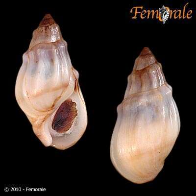 صورة Melanopsidae