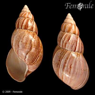 Image of <i>Achatina fulica</i> (Bowdich 1822)