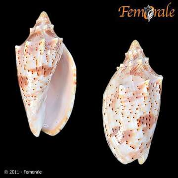 Image of Cymbiola Swainson 1831