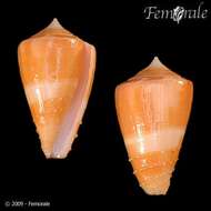 Image of Rawai cone snail