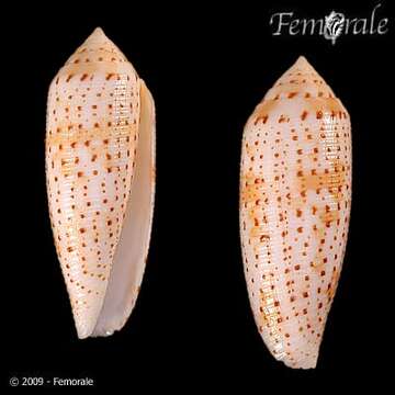 Image of cone snails