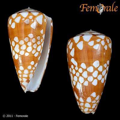 Image of Conus cordigera G. B. Sowerby II 1866