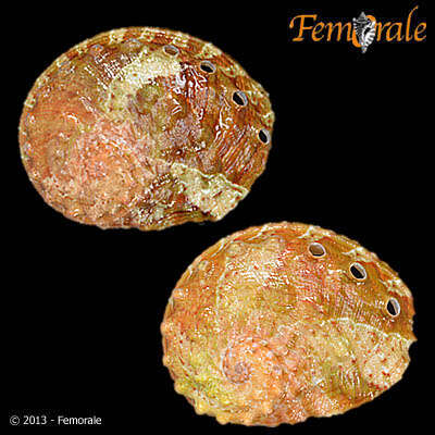 Image of Haliotoidea Rafinesque 1815