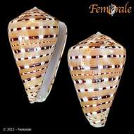 Image of cone snails