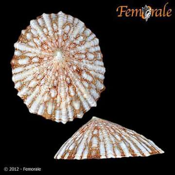 Imagem de Nacellidae Thiele 1891