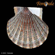 صورة Leptopecten Verrill 1897