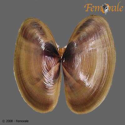 Imagem de Psammobiidae J. Fleming 1828