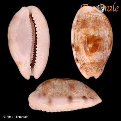 صورة <i>Cypraea teres alveolus</i> Tapparone 1882