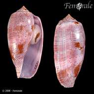 Image of cone snails