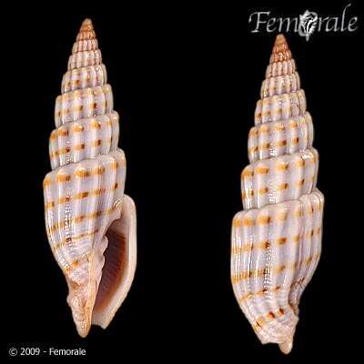 Vexillum intertaeniatum (G. B. Sowerby II 1874) resmi