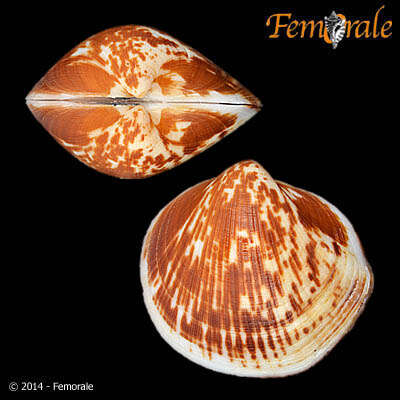 Image of Glycymerididae Dall 1908