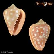 Image of Marginella Lamarck 1799