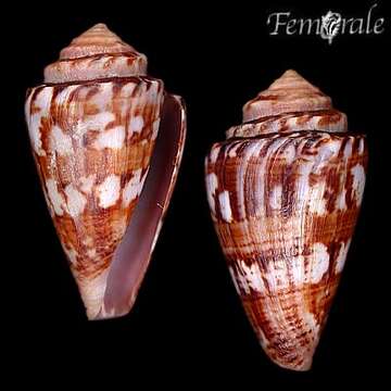 Image of Conus ziczac Megerle von Mühlfeld 1816