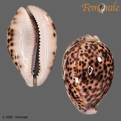 Image of cowrie