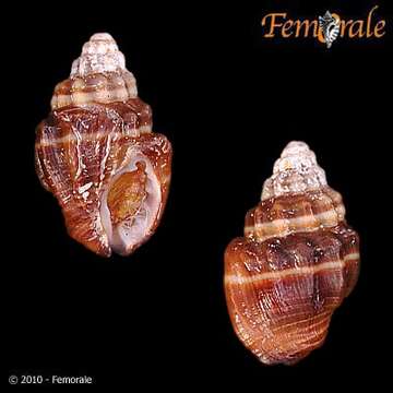 Image of nassa mud snails