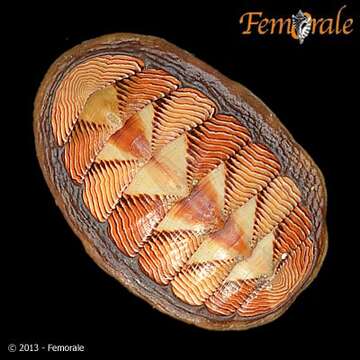 Image de Tonicellidae Simroth 1894