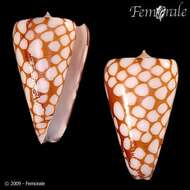 Image of Conus marchionatus Hinds 1843