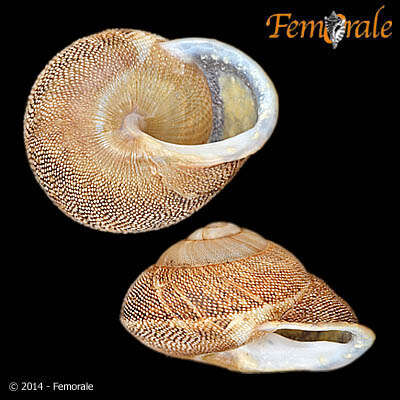 Image of <i>Polydontes lima</i> (Ferussac 1821)