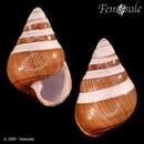 صورة <i>Achatinella mustelina brunibasis</i> Welch 1938