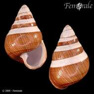 Image of achatinellid land snails