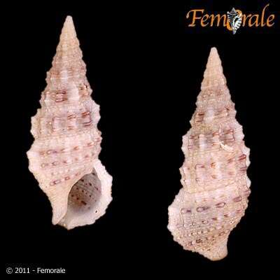 Image of Cerithium scabridum Philippi 1848