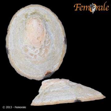 Image of Nacellidae Thiele 1891