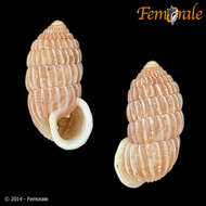 Image of Cerionidae