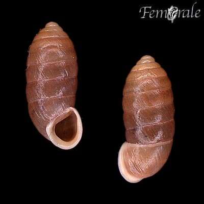 صورة Buliminidae