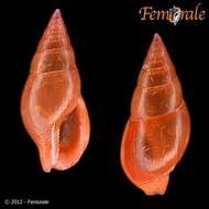 Image of Columbellidae Swainson 1840