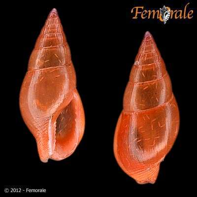 Image of Columbellidae Swainson 1840