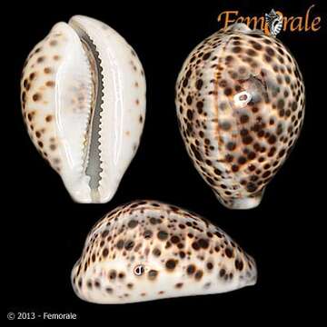 Image of tiger cowrie