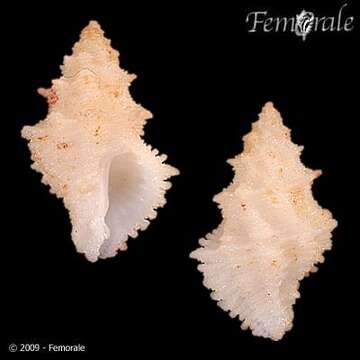 Image of Coralliophila scalariformis (Lamarck 1822)