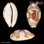 Image of <i>Cypraea stolida</i>