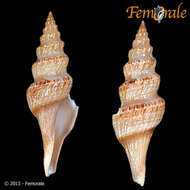 Image of Fusiturridae Abdelkrim, Aznar-Cormano, Fedosov, Kantor, Lozouet, Phuong, Zaharias & Puillandre 2018