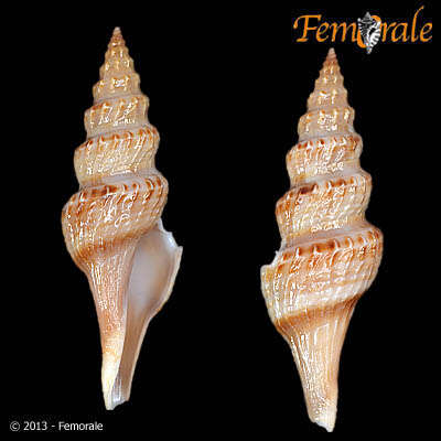 Sivun Fusiturridae Abdelkrim, Aznar-Cormano, Fedosov, Kantor, Lozouet, Phuong, Zaharias & Puillandre 2018 kuva