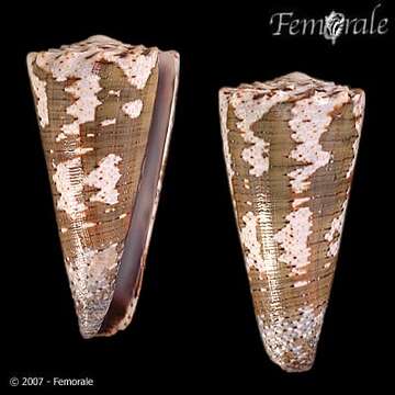 صورة Conus imperialis Linnaeus 1758