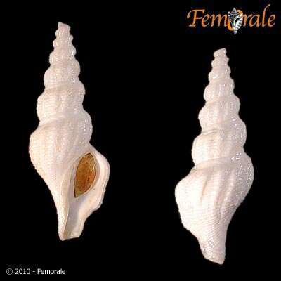 Image de Pseudomelatomidae J. P. E. Morrison 1966