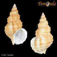 Image of Buccinum Linnaeus 1758