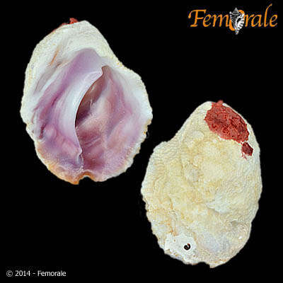 Image of Coralliophila H. Adams & A. Adams 1853