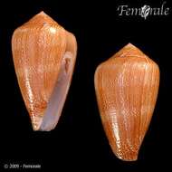 Image of cone snails