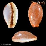 Image of half-extending cowry